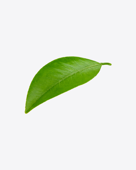 Mango Leaves - Nature/Animals