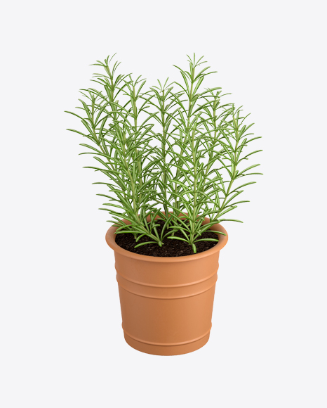 Rosemary in Pot - Indoor plant