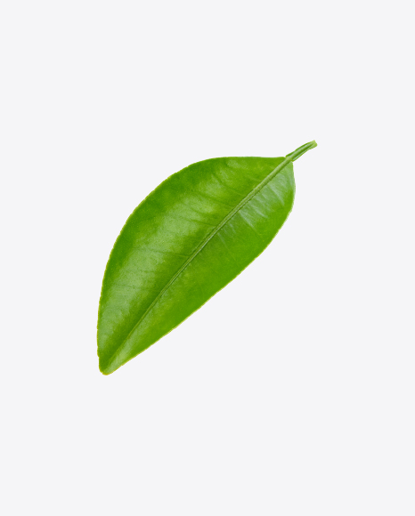 Green Leaf - Botanic