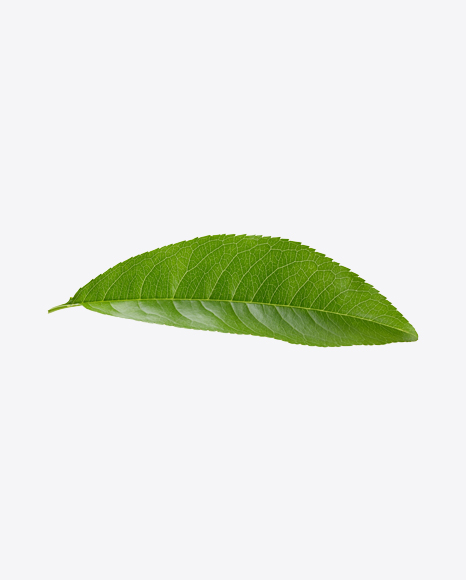 Green Leaf - Botanic