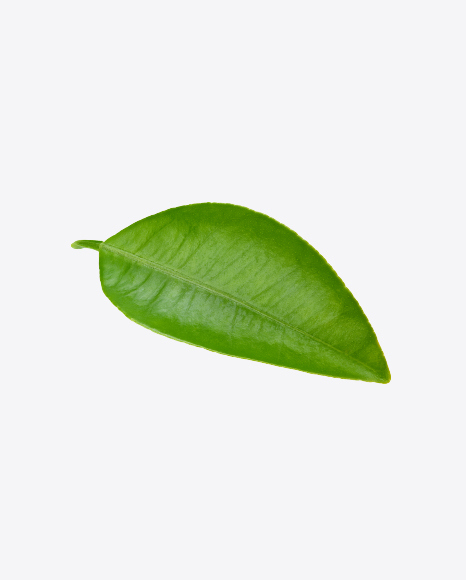 Green Leaf - Botanic