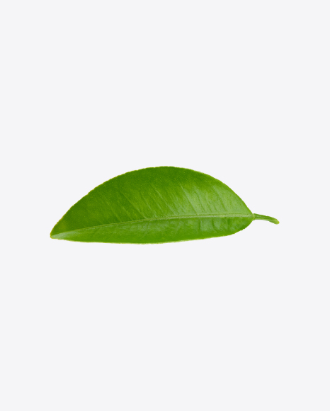 Green Leaf - Botanic