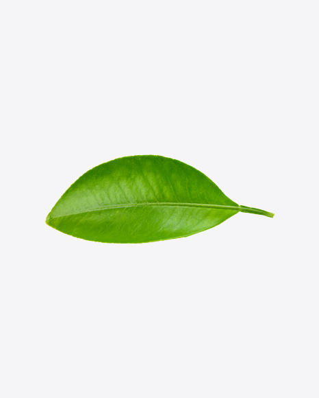 Green Leaf - Botanic