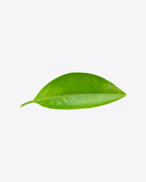 Green Leaf - Botanic