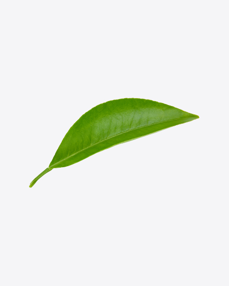 Green Leaf - Botanic