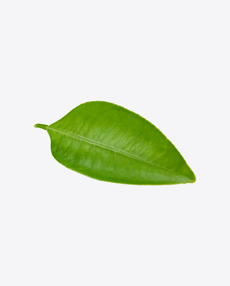 Green Leaf - Botanic