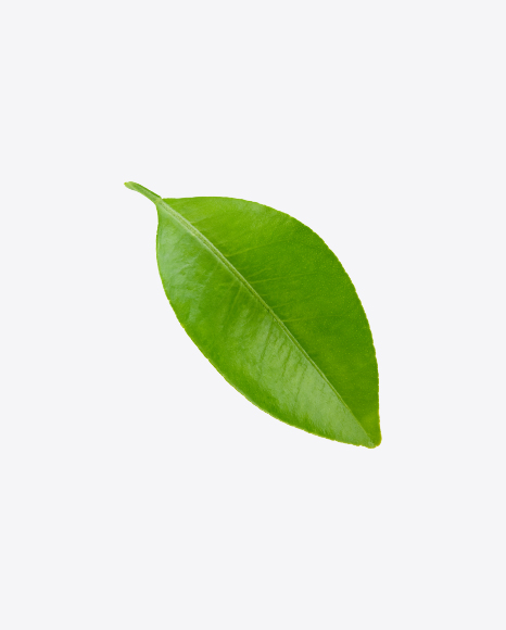 Green Leaf - Botanic