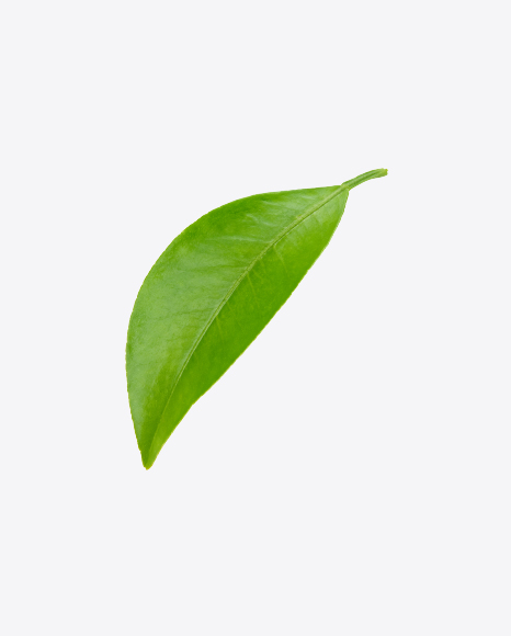 Green Leaf - Botanic