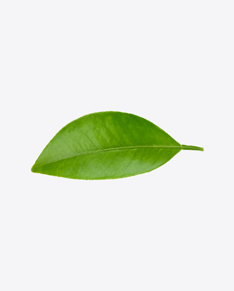 Green Leaf - Botanic