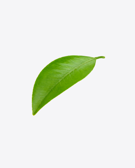 Green Leaf - Botanic