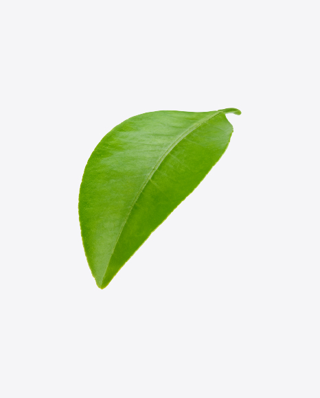 Green Leaf - Botanic