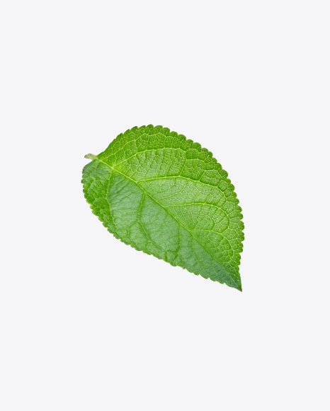 Green Leaf - Botanic