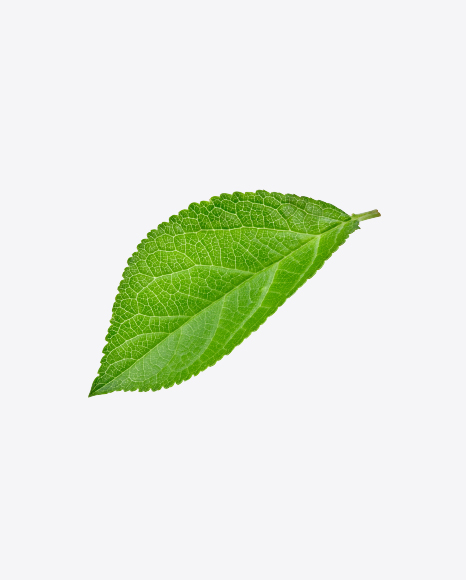 Green Leaf - Botanic