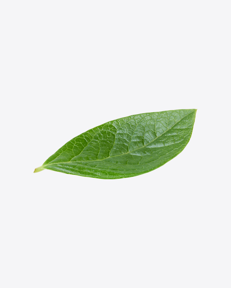 Green Leaf - Botanic