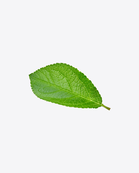 Green Leaf - Botanic