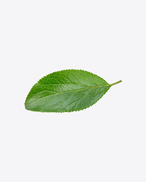 Green Leaf - Botanic