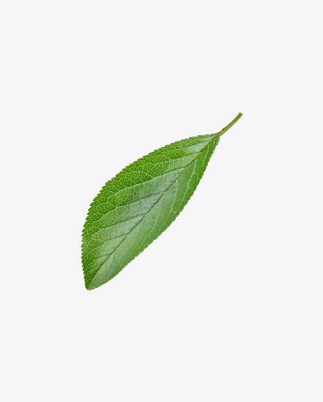 Green Leaf - Botanic