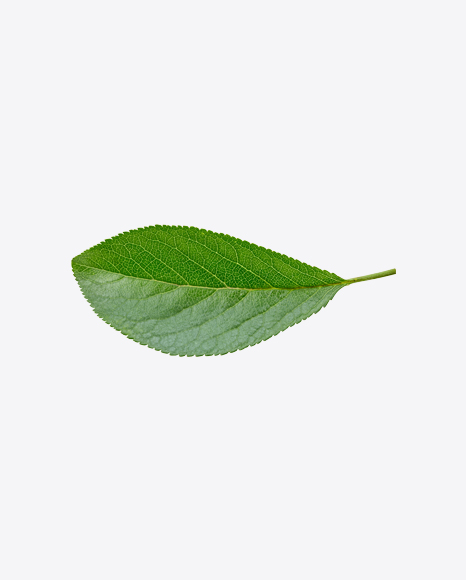 Green Leaf - Botanic