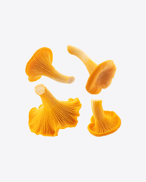 Chanterelle Mushrooms Set - Fungi