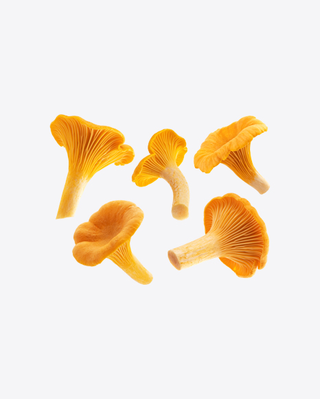 Chanterelle Mushrooms Set - Fungi