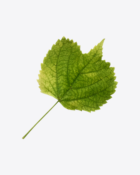 Green Linden Tree Leaf - Woode