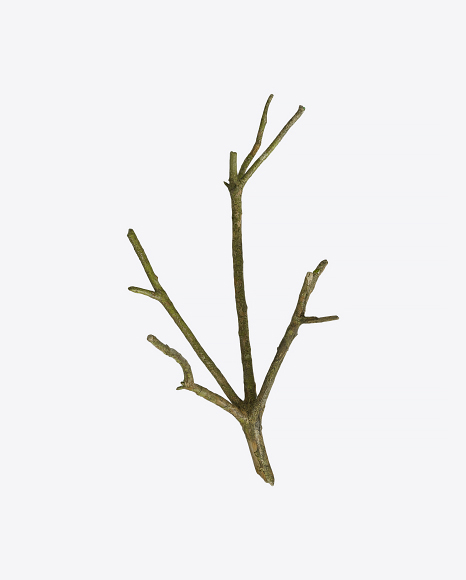 Tree Branch - Brown