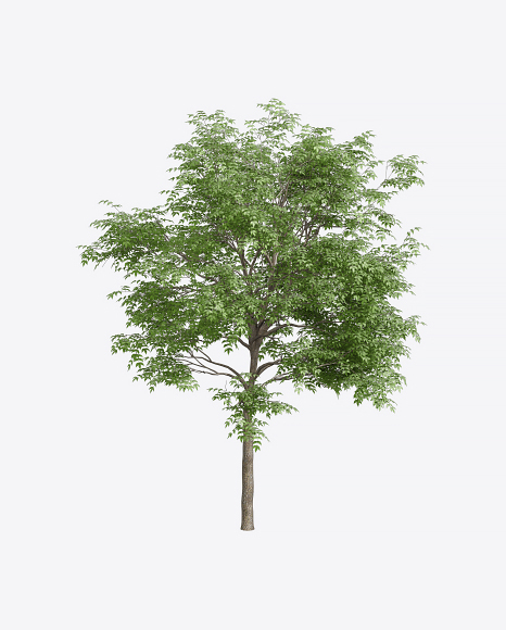 Ash Tree - Fraxinus excelsior