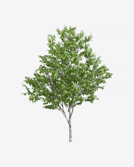 Birch Tree - Birch tree