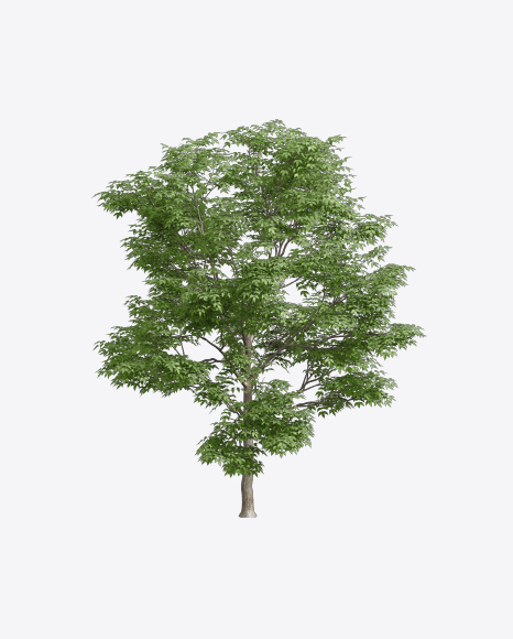 Ash Tree - Fraxinus excelsior