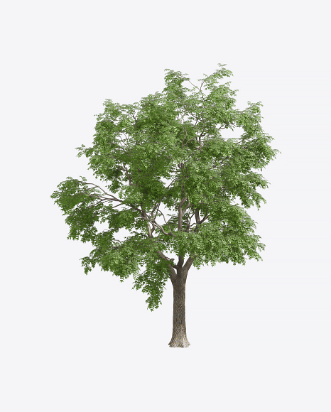 Ash Tree - Fraxinus excelsior