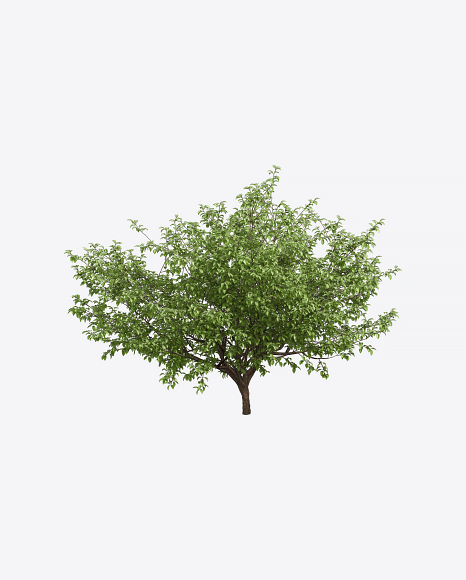 Apple Tree - Branch