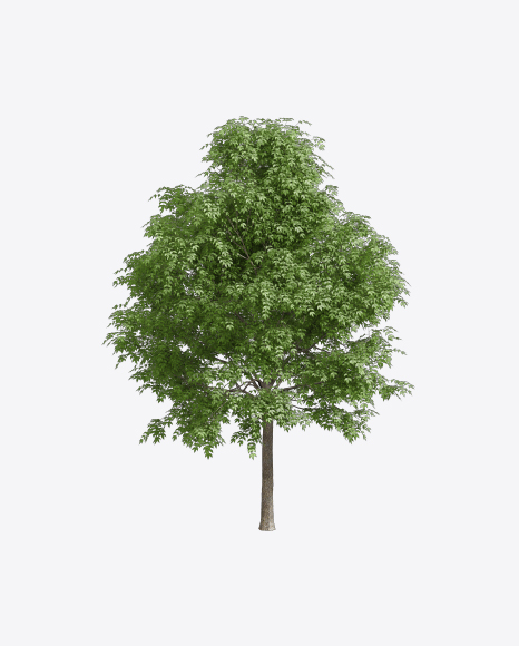 Ash Tree - Fraxinus excelsior